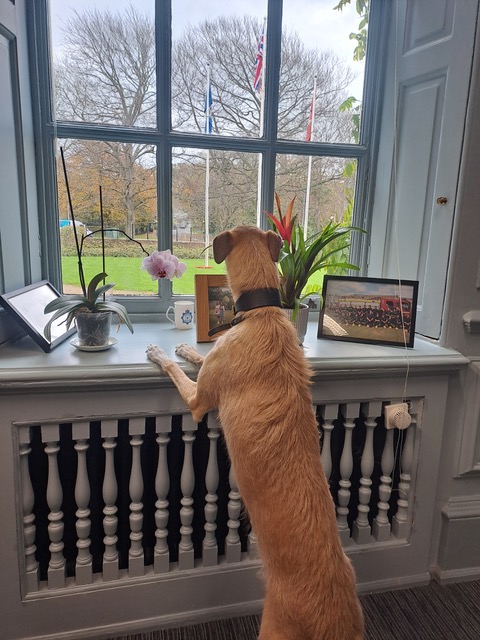 Fawn my dog looking out of the window at ESF&R Headquarters 